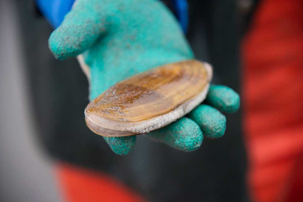 Razor clamming reopens on Clatsop beaches