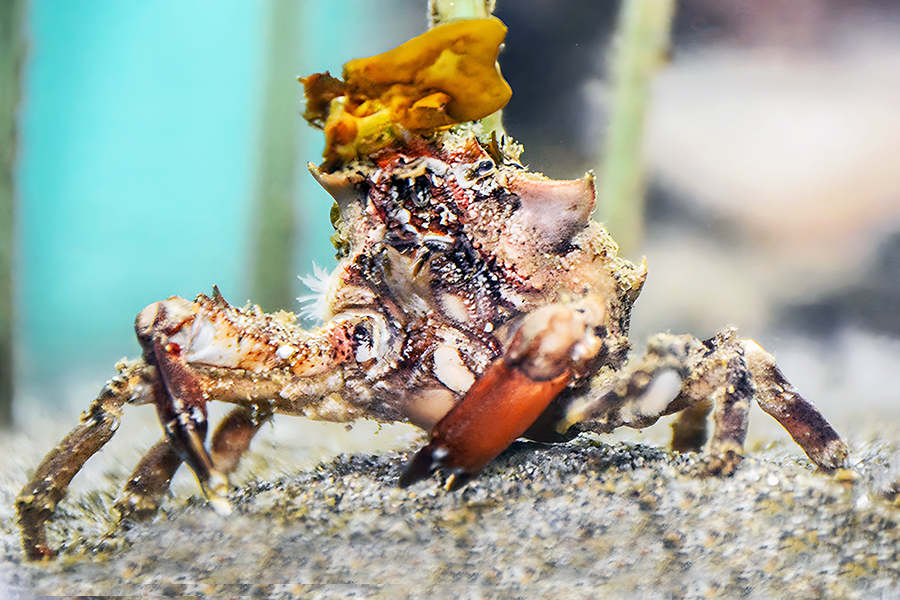 In One Ear Costumed crustaceans The Astorian