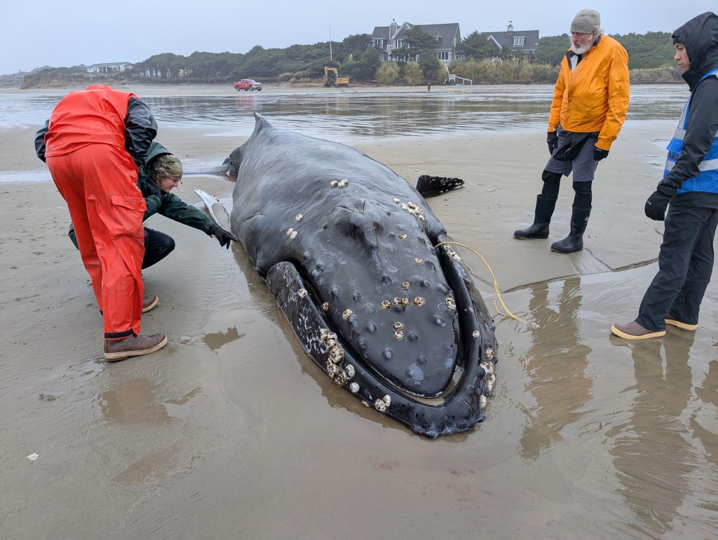 PETA-whale-stranding.jpg?w=1024