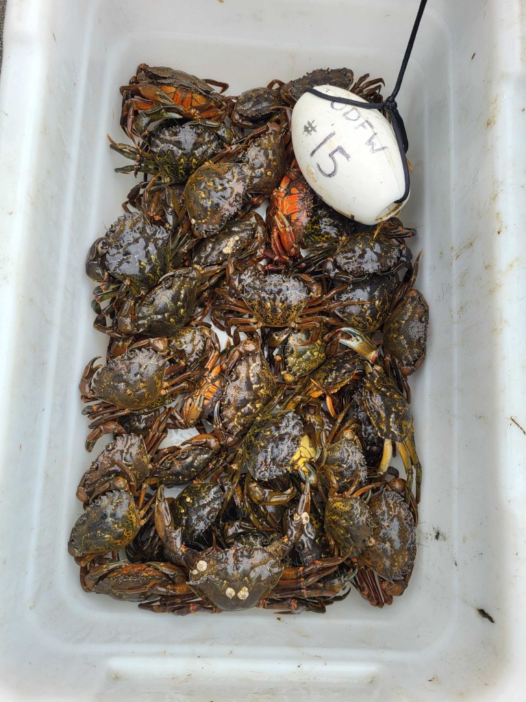 A European green crab invasion